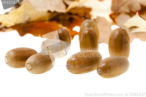 Image of Yellow oak leaf  