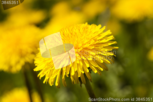 Image of  yellow dandelion flowers