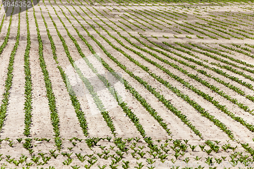 Image of field with beetroot  