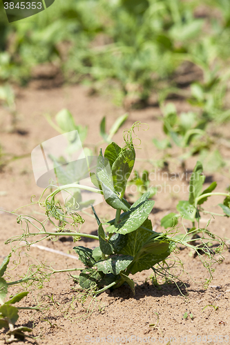 Image of field with green peas  