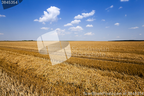 Image of   harvest of cereals