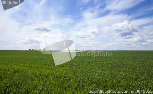 Image of Agriculture. cereals. Spring 