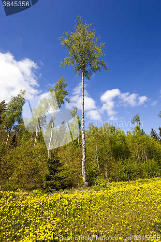 Image of yellow dandelions , spring  