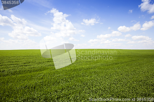 Image of field with cereals  