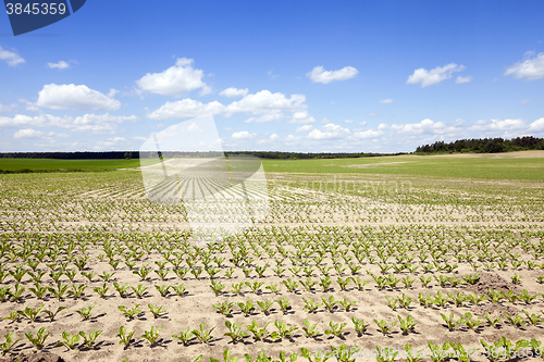 Image of field with beetroot  