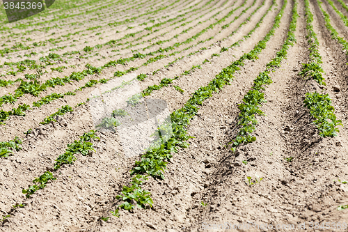 Image of Field with potato  