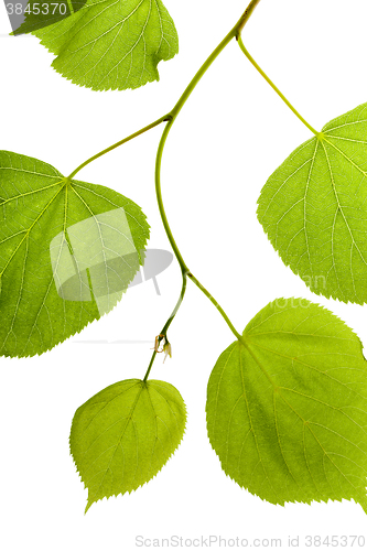 Image of green foliage birch  