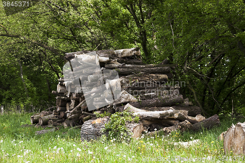 Image of firewood in nature  