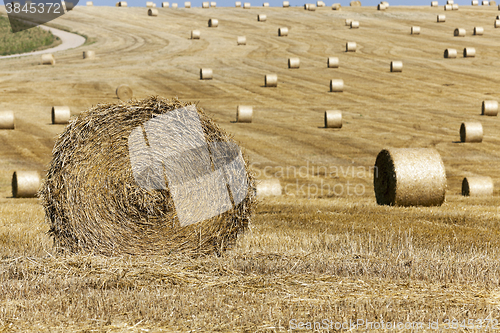 Image of haystacks in a field of straw  