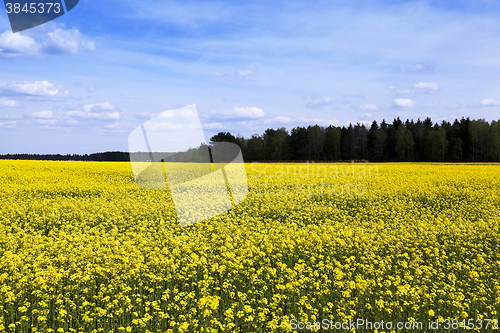 Image of flowering canola. Spring  