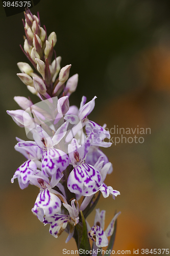 Image of heath spotted orchid