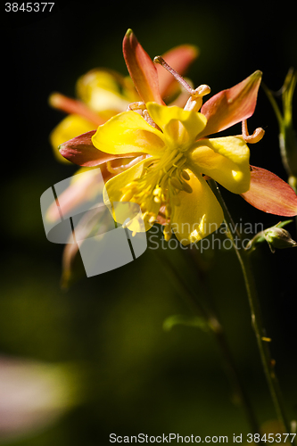 Image of columbine