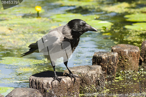 Image of grey crow