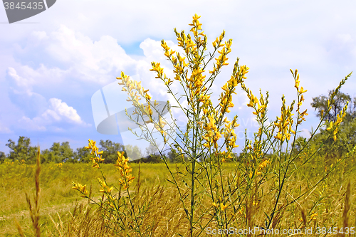 Image of Plant with bright yellow flowers