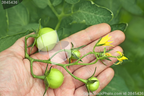 Image of Bunch of green tomatoes on a hand