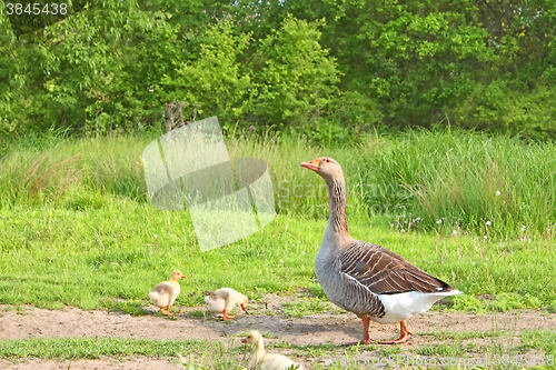 Image of Goose with goslings on a meadow