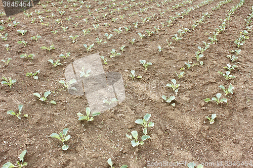 Image of Rows of young cabbage in garden
