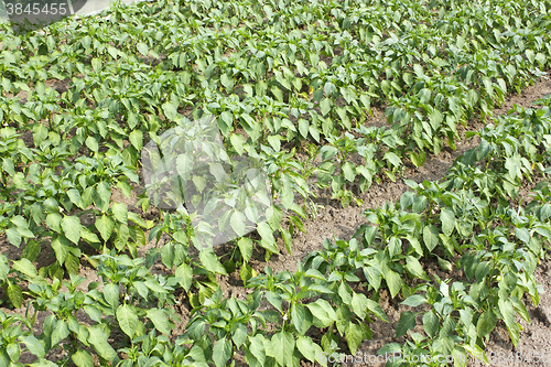 Image of Rows of sweet pepper in garden