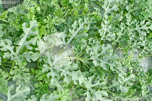 Image of Green plants of watermelon in garden