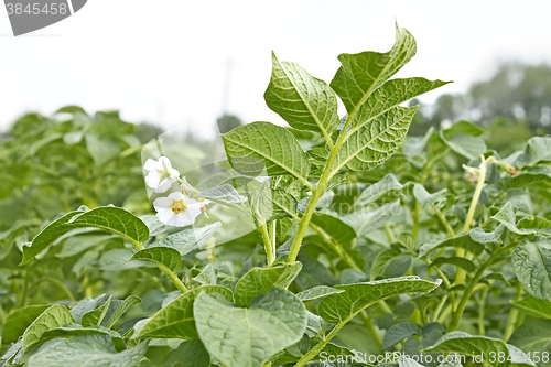 Image of Potato field during flowering period