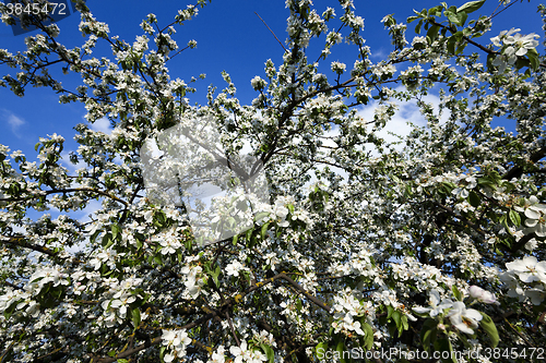 Image of cherry blossoms , spring season