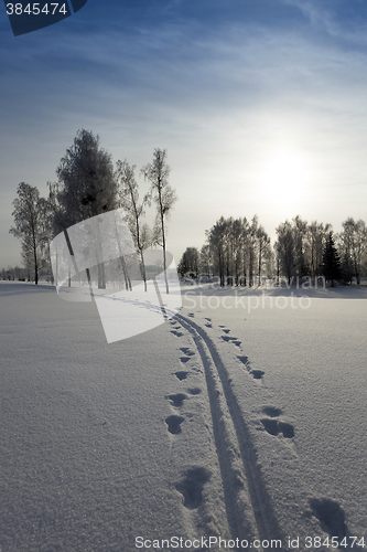 Image of trees in winter  