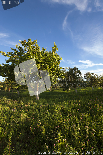 Image of apple orchard,  garden