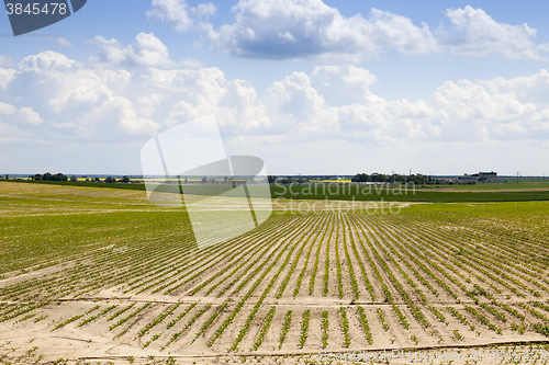 Image of agricultural field with beetroot  