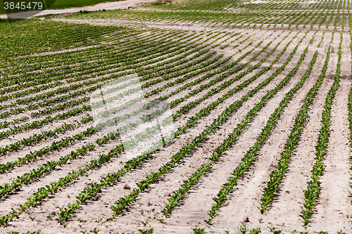 Image of field with beetroot  