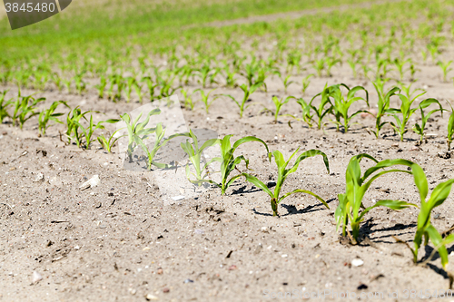 Image of corn field. Spring  