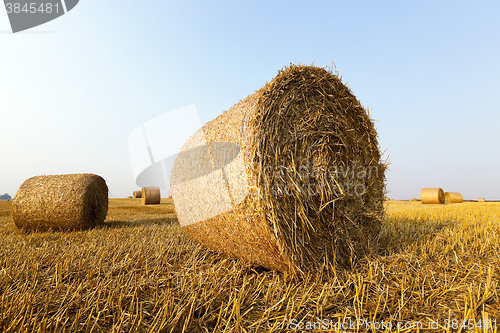 Image of haystacks in a field of straw  