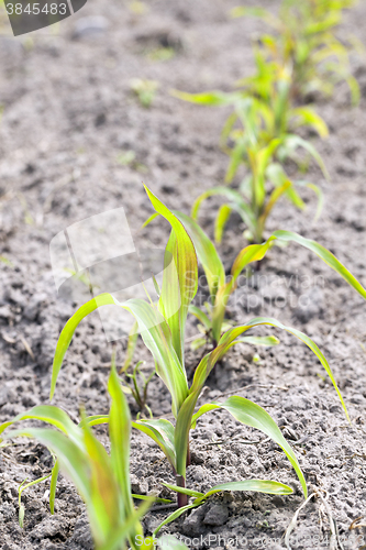 Image of corn field. close-up  