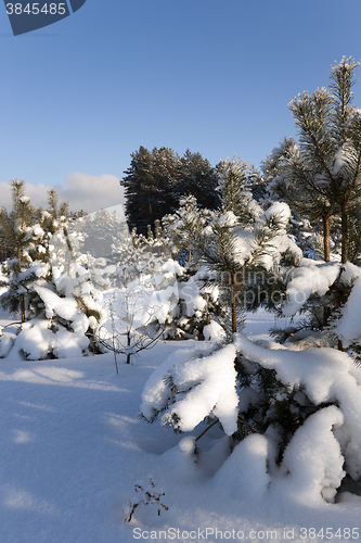 Image of spruce forest ,  winter season