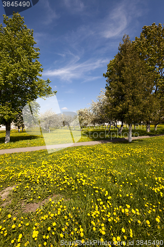 Image of yellow dandelions , field