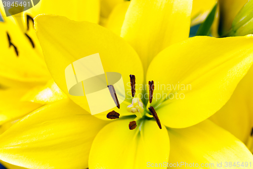 Image of yellow lily ,  spring