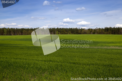 Image of Agriculture. cereals. Spring  