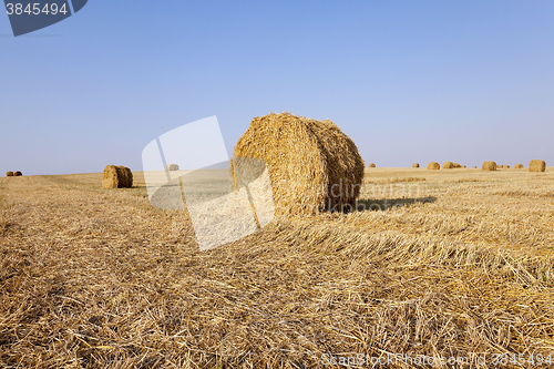 Image of hay stacks  cereal