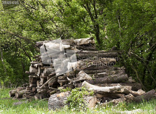 Image of firewood in nature  