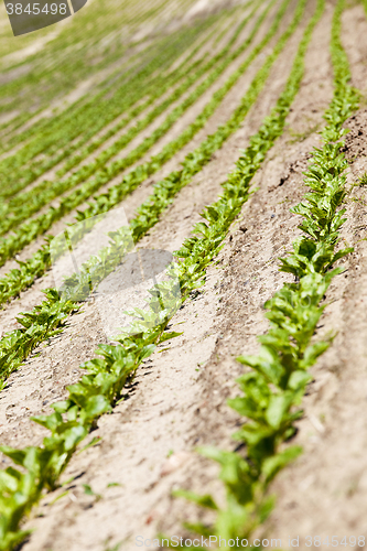 Image of field with beetroot  