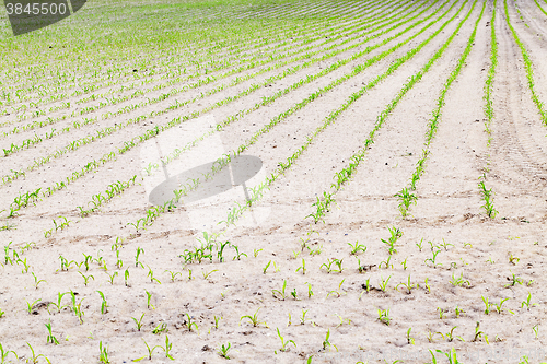 Image of young sprout of corn  