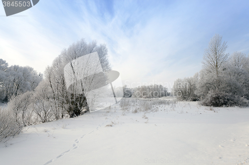 Image of trees in winter  