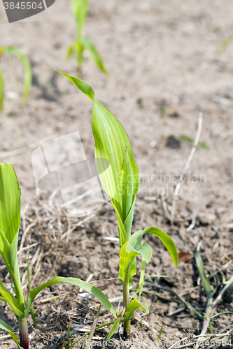 Image of Field of green corn  