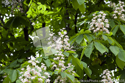 Image of blooming chestnut, spring  