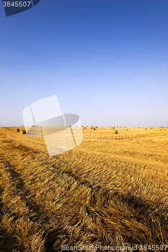 Image of harvesting cereals , Agriculture