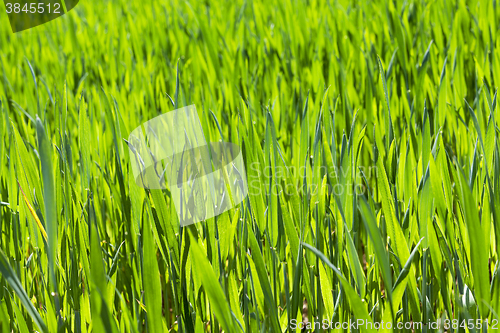 Image of Wheat close up 