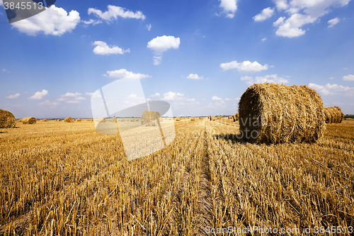 Image of stack of straw in the field  