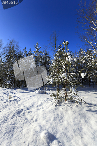 Image of  close up fir  