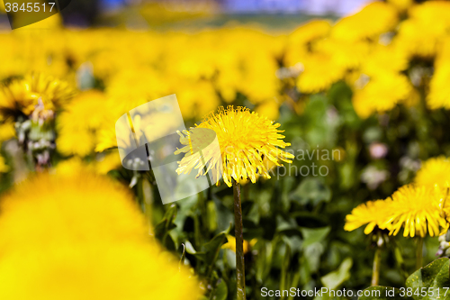 Image of yellow dandelion flowers  
