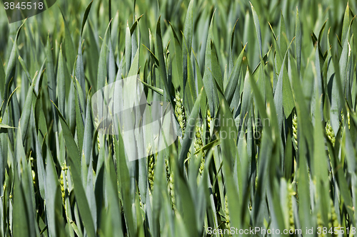 Image of cultivation of cereals. Spring  