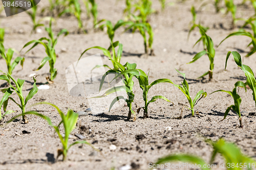 Image of Field with corn  